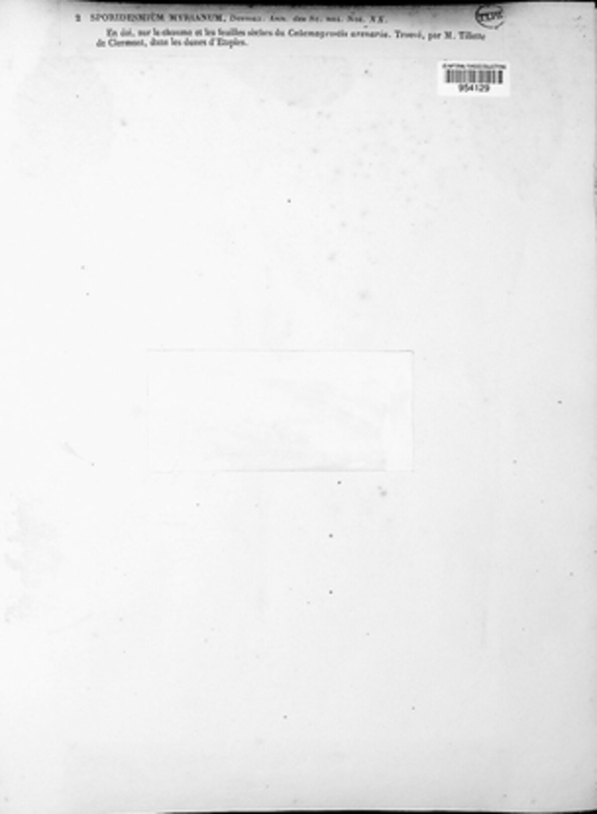 Sporidesmium myrianum image